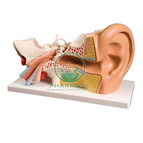 Human Ear Model