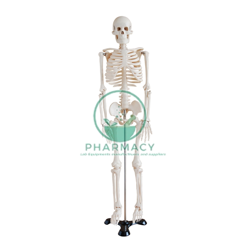 Human Skeleton Model