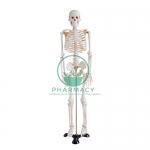 Human Skeleton Model